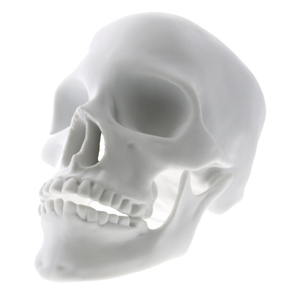 Porcelain White Matte Skull